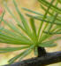 Larix laricina
