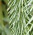 Picea glauca