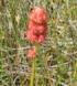 Triantha glutinosa